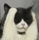 cat frustrated