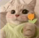 cat flowers