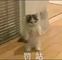 cat penalty station