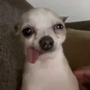 seb