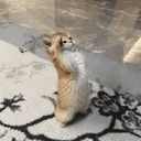 Cat Salute | gg/fluffs