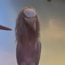 ugly stupid bird