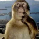 monkey thought