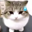 meow//goodboy