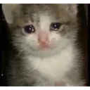 cry