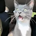 shock
