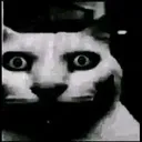 Cat Shocked