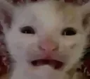 CatScared