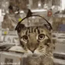 cat jammin to tunes