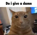 do i give a damn