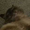 Gremlin Joshie