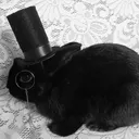 Sophisticated Bnnuy