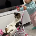 Babyy cat 