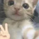 peace slvts
