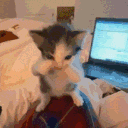scubakittn slvts