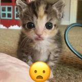 Shocked slvts