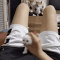 kittypat slvts