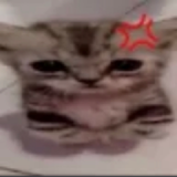 angry slvts