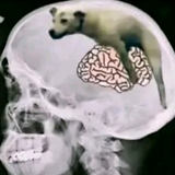 braindead slvts