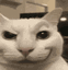 Sussycat slvts
