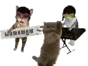 Kitty Go Dance 