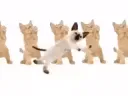 Kitty Go Dance 3