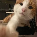 Gatinho da nep