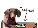 Dachsel commits tax fraud