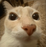 amargura