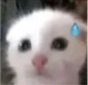 cat nervous