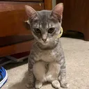 Sitting