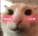 cutie