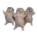 oce meow