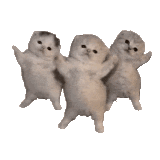 oce meow