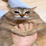 fat ass cat gghorimiya