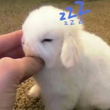 cute bunny sleep