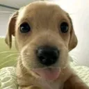 Dog tongue out