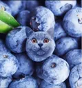 meow
