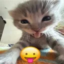 kittybleh