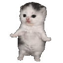 cat dance