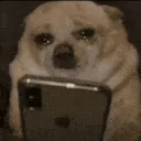 dogcry