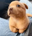 pupsideeye