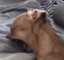 dogcry