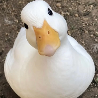 Canard
