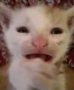 scared cat