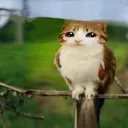 meowl