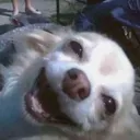 smileypuppy