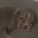 saddoggy