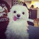 tongue smirk