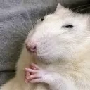 serious rat hmm